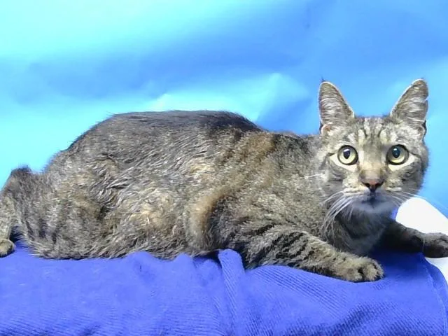 A senior large-sized male Domestic Short Hair cat named Trigger for adoption in Gardena, CA