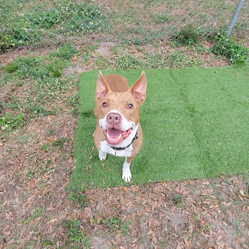 An adult medium-sized female Brown / Chocolate Pit Bull Terrier dog named Jules for adoption in Lake Panasoffkee, FL