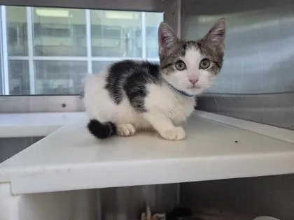 A baby small-sized male Domestic Short Hair cat named Toast for adoption in Westland, MI