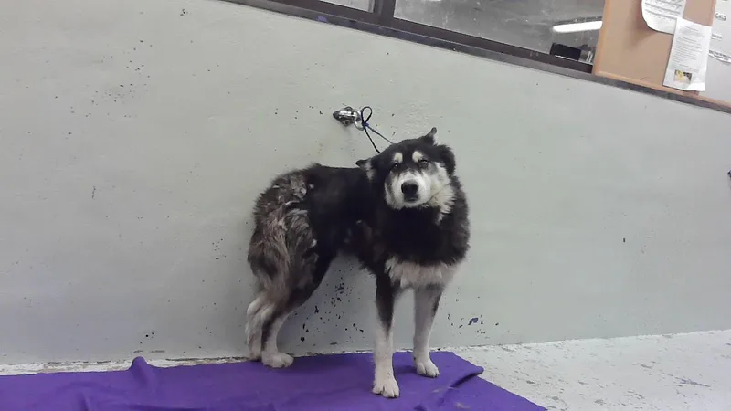 An adult medium-sized female Husky dog named Maya for adoption in Houston, TX
