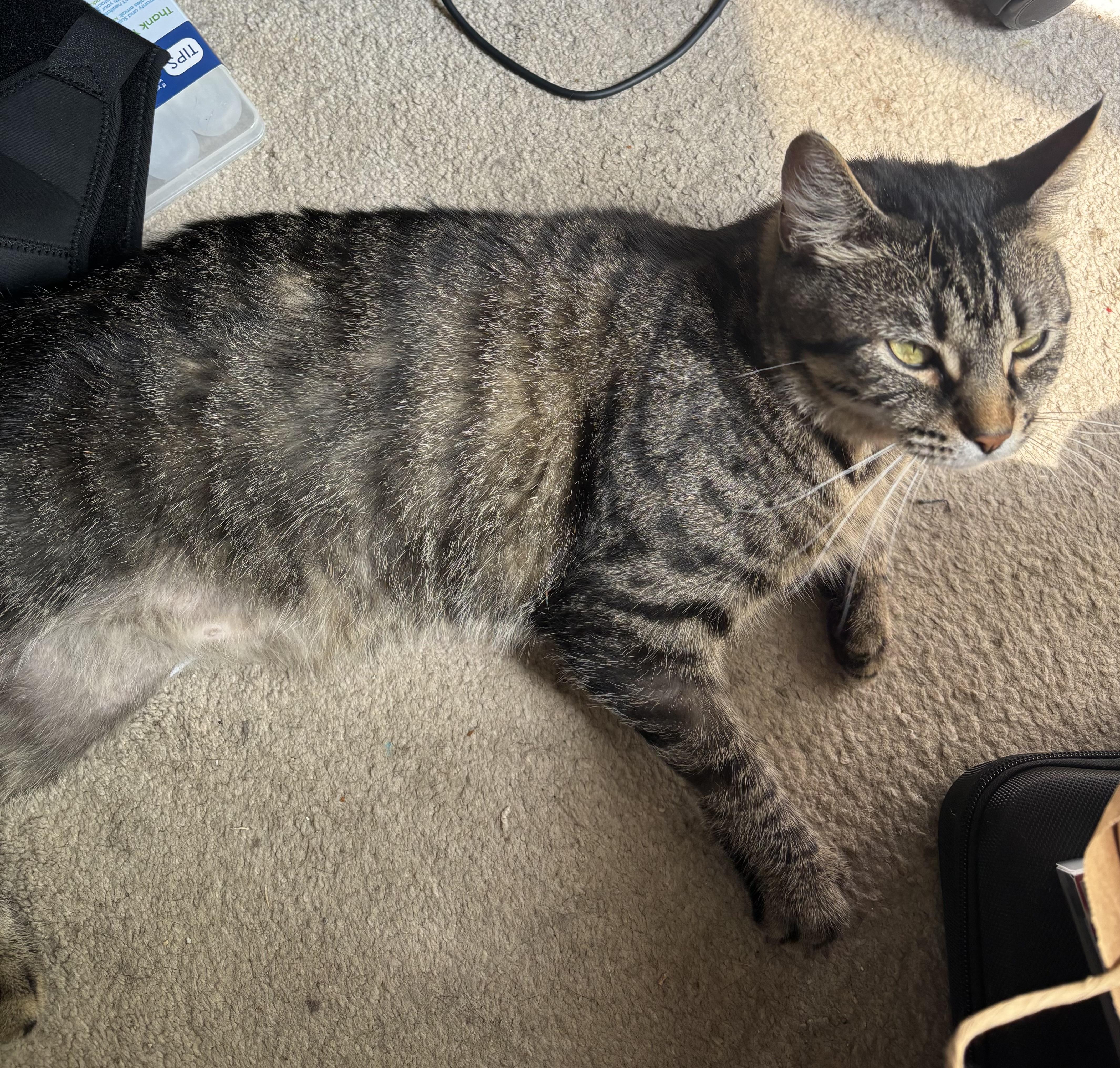 Denim is a living thumbnail 4
