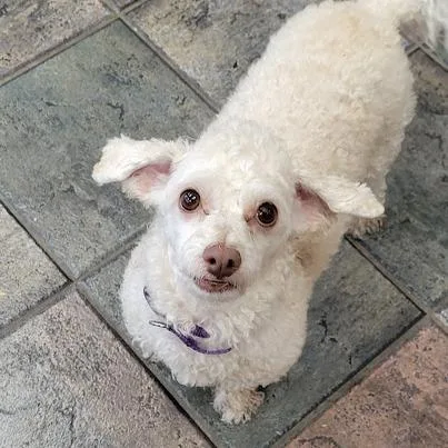 An adult small-sized male White / Cream Maltese dog named Stevie for adoption in Grand Island, NE