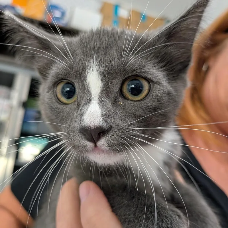 A baby small-sized female Gray / Blue / Silver Domestic Short Hair cat named Dusty for adoption in Long Beach, CA