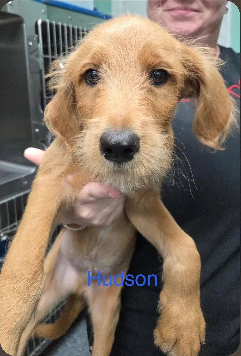 A baby medium-sized male Poodle dog named Hudson Honor for adoption in Saunderstown, RI