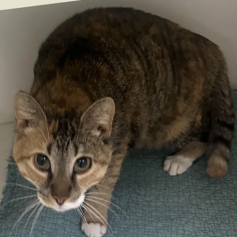An adult large-sized female Tortoiseshell Domestic Short Hair cat named Stevie for adoption in Philadelphia, PA