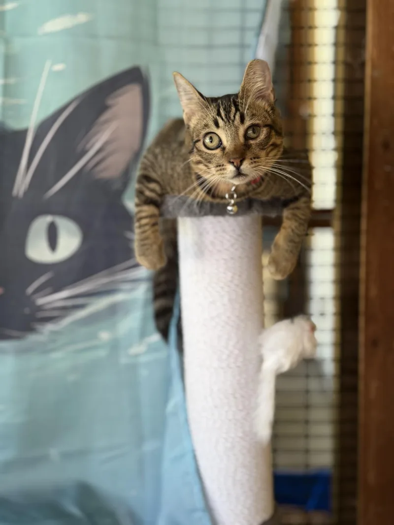 A young medium-sized male Domestic Short Hair cat named Uku for adoption in Lincoln, CA
