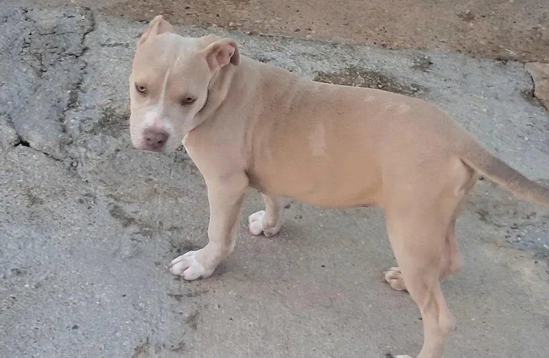 A baby medium-sized male Pit Bull Terrier dog named Sugar gang for adoption in Brooksville, FL