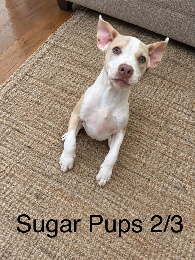 Sugar gang thumbnail 4