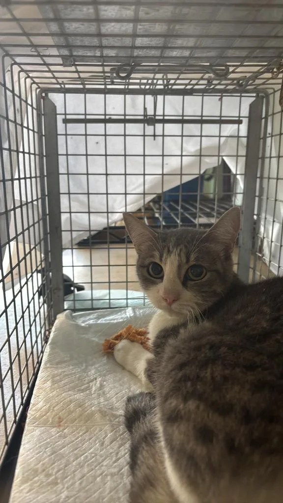 A young medium-sized female Domestic Short Hair cat named Sharon Feral for adoption in New Braunfels, TX