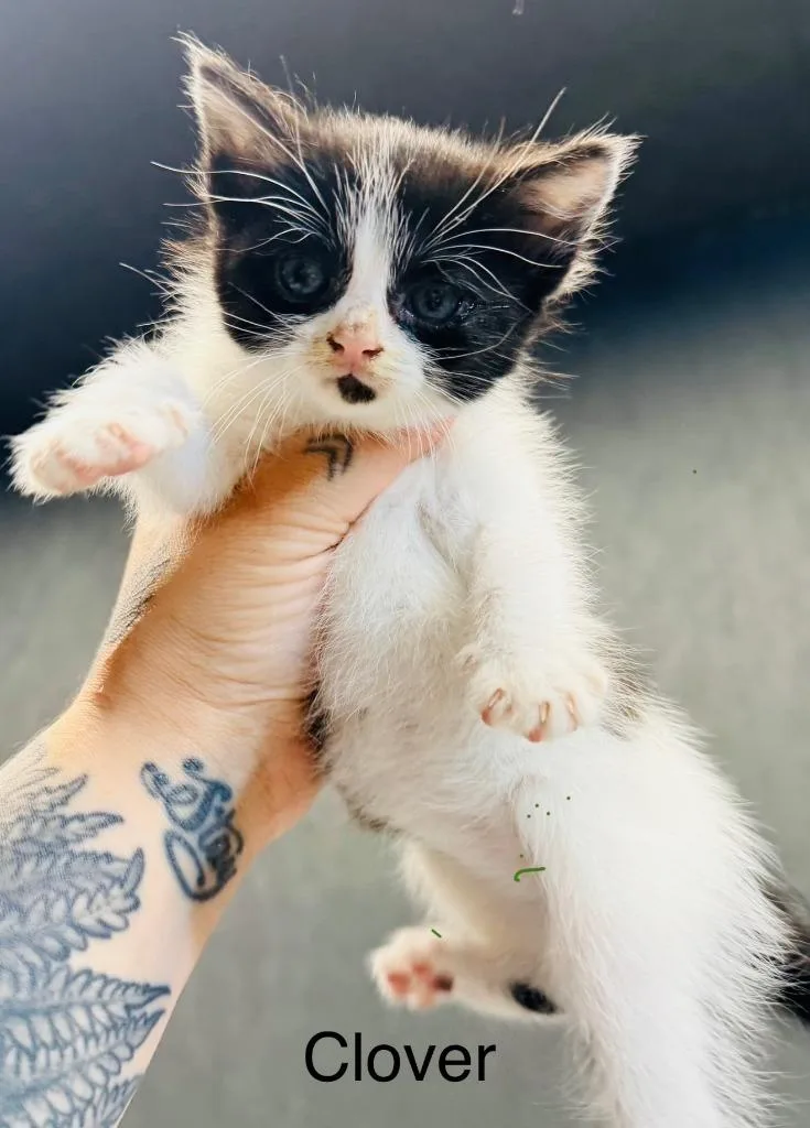 A baby medium-sized female Domestic Short Hair cat named Clover for adoption in Fayetteville, TN