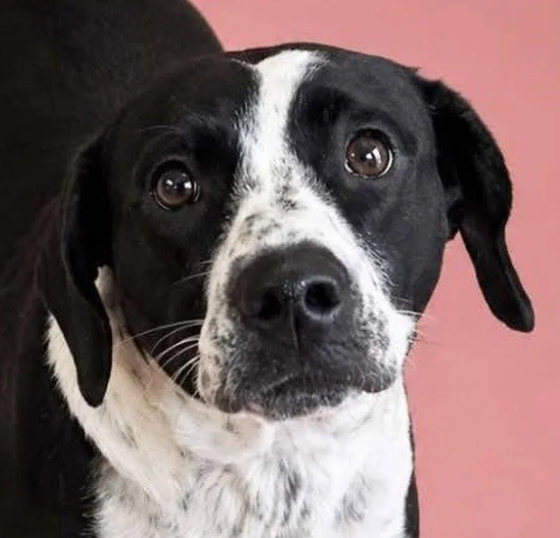 An adult medium-sized female Labrador Retriever dog named Tulip for adoption in Cuyahoga Falls, OH