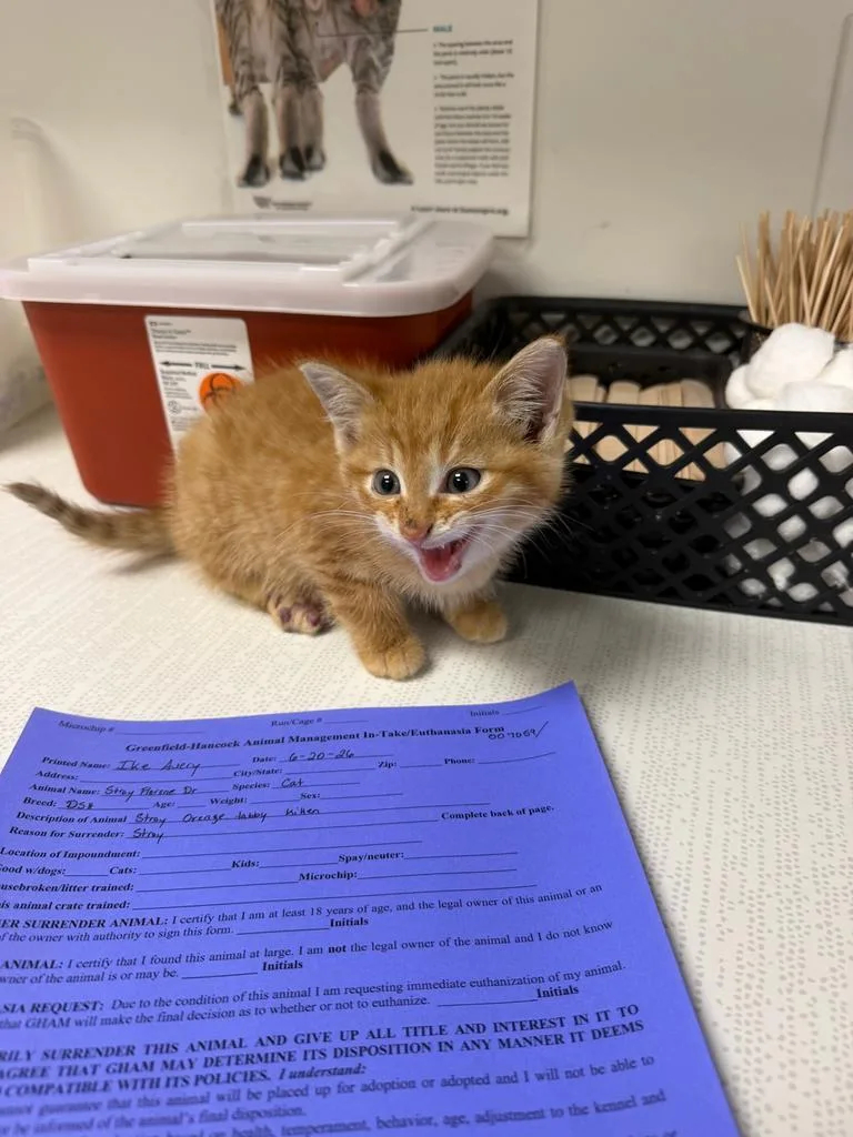 A baby small-sized female Domestic Short Hair cat named Bigfoot for adoption in Greenfield, IN