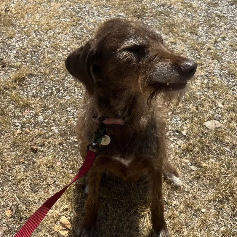 Queenie thumbnail 3