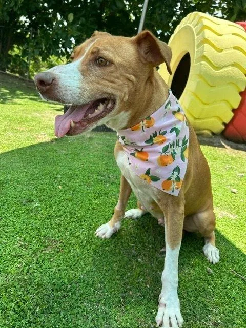 An adult medium-sized female White / Cream Labrador Retriever dog named Felicity for adoption in North Reading, MA