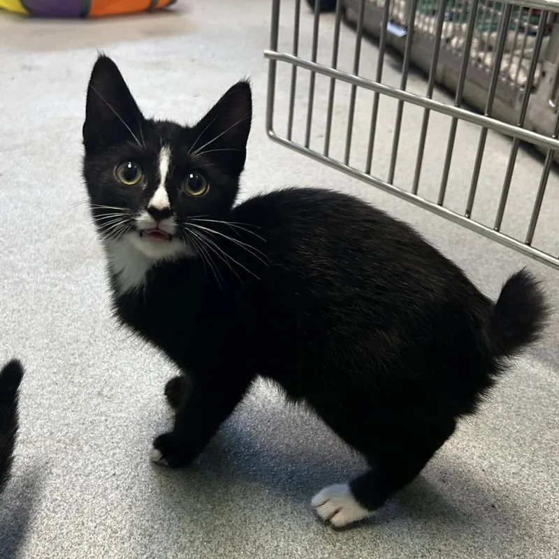 A baby small-sized male Black Domestic Short Hair cat named Trapper Keeper for adoption in Spruce Pine, NC