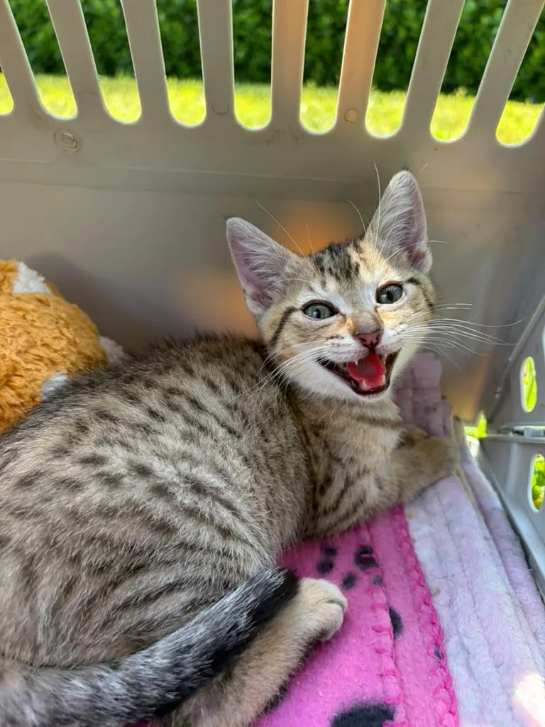 A baby medium-sized female Tabby (Buff / Tan / Fawn) Domestic Short Hair cat named Poppy for adoption in Sunrise, FL