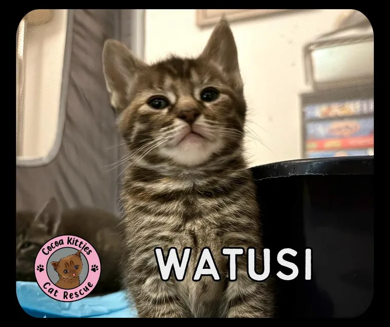 A baby small-sized female Domestic Short Hair cat named Watusi for adoption in Hershey, PA