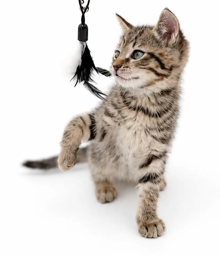 A baby small-sized male Tabby (Brown / Chocolate) Tabby cat named Shadow is soooo soooo for adoption in Bedford Hills, NY
