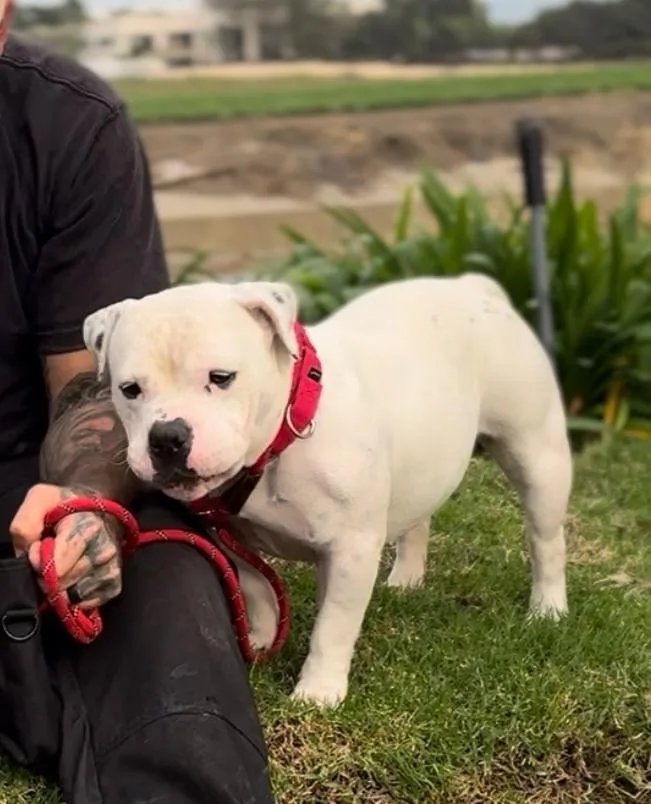 An adult medium-sized female American Bully dog named Suki for adoption in ventura, CA