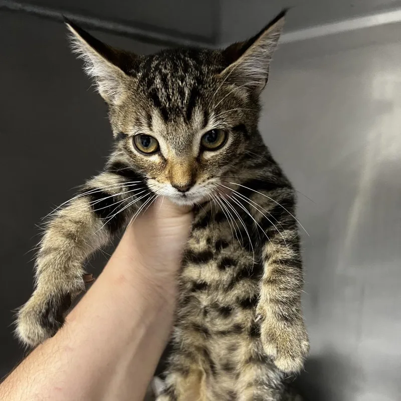 A baby small-sized female Brown / Chocolate Domestic Short Hair cat named Emma for adoption in Birmingham, AL