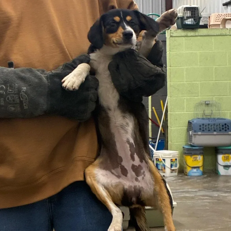 A young small-sized female Mixed Breed dog named Whammie for adoption in Corbin, KY