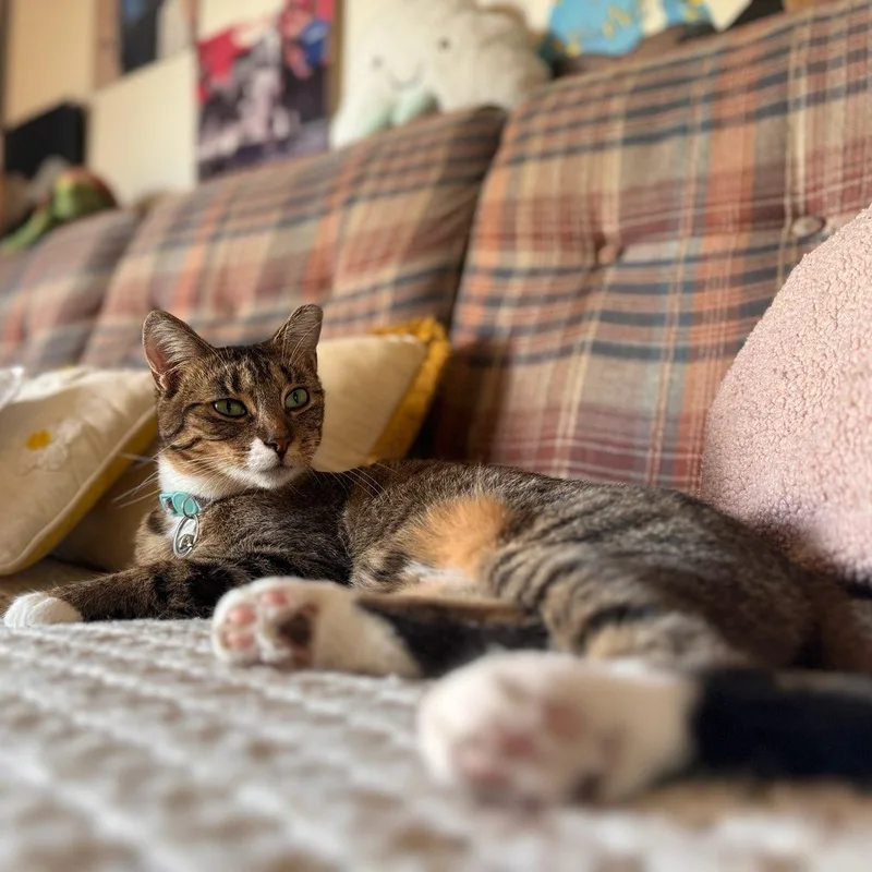 A young medium-sized female Tabby (Buff / Tan / Fawn) Tabby cat named Shrimp for adoption in Midland, MI