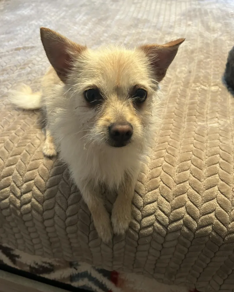 A baby small-sized male Apricot / Beige Terrier dog named Snookie for adoption in Winsted, CT