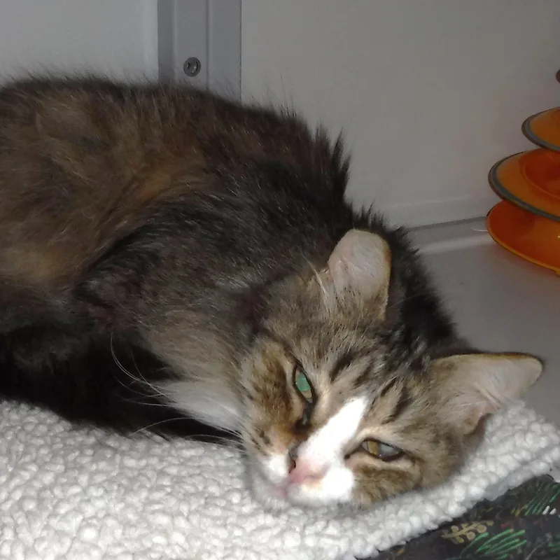 Catarina  Sweet Lady