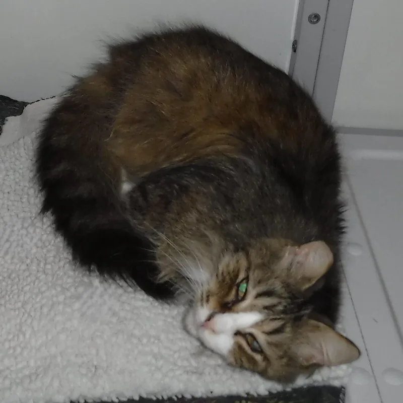 Catarina  Sweet Lady thumbnail 2