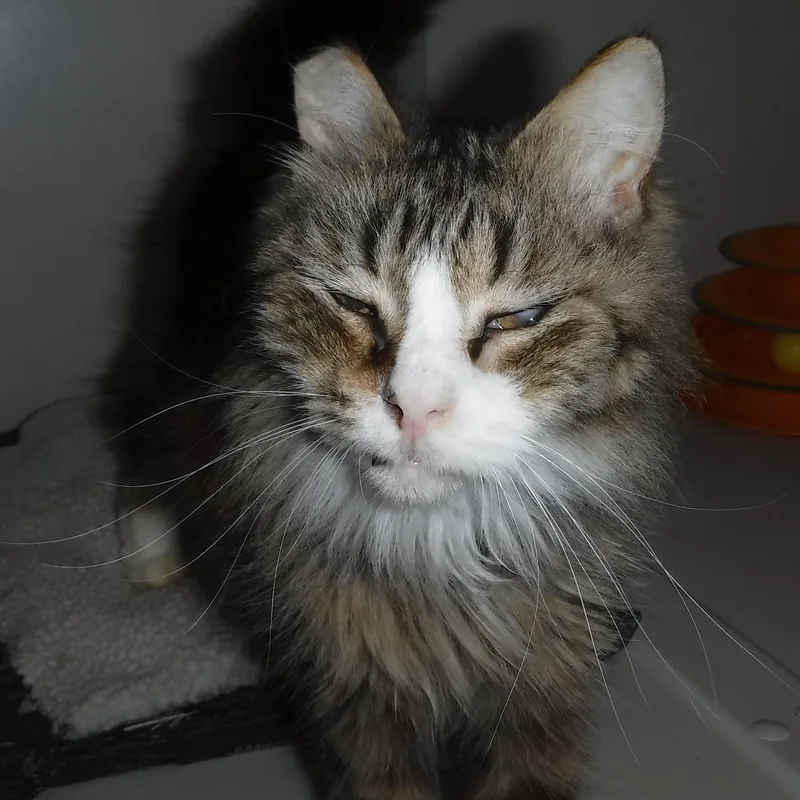 Catarina  Sweet Lady thumbnail 3