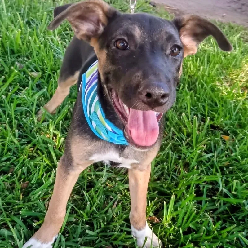 A baby medium-sized female Belgian Shepherd / Malinois dog named Chely for adoption in Orange, CA