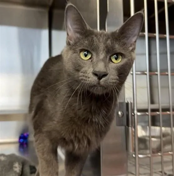 A young medium-sized male Domestic Medium Hair cat named Jonamac for adoption in Aurora, IL