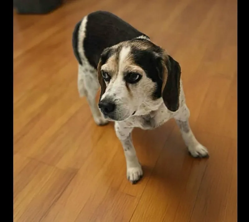 An adult small-sized female Beagle dog named Maddie for adoption in Fairmont, WV