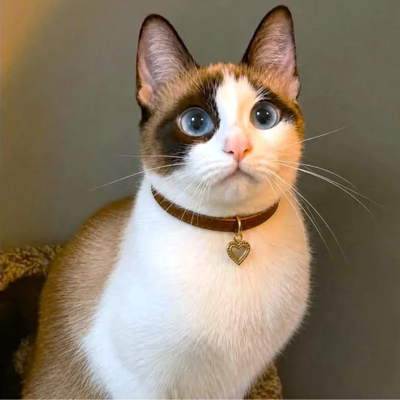 Mae Mae  Snowshoe thumbnail 2