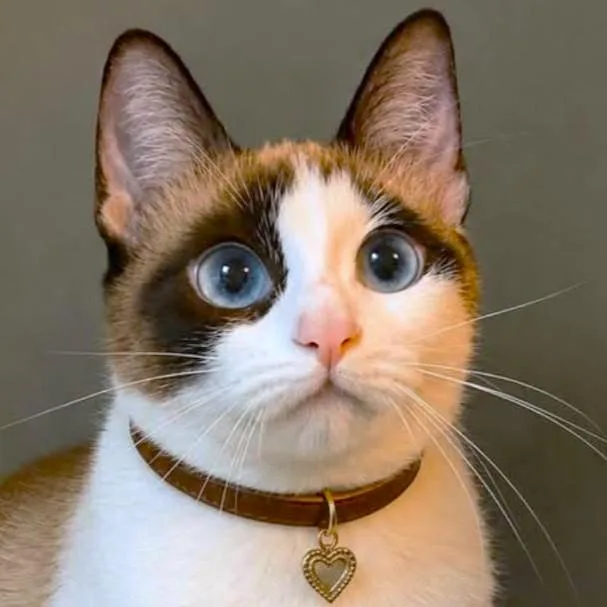 Mae Mae  Snowshoe thumbnail 4