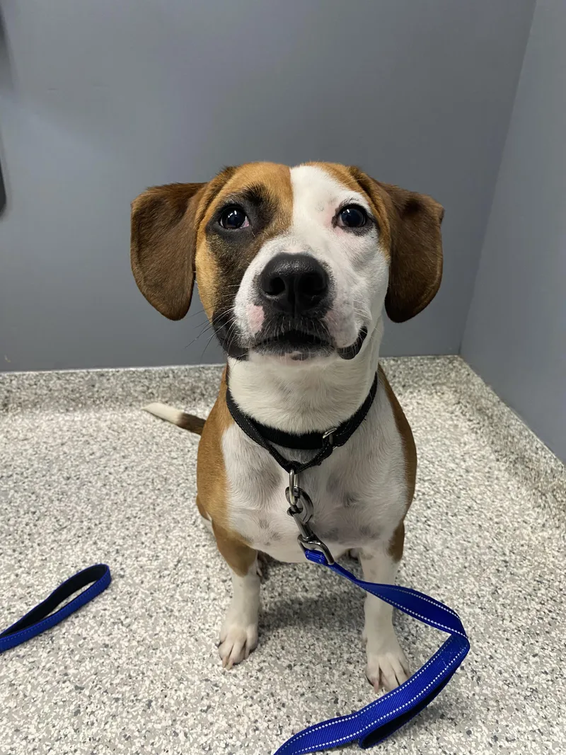 A young medium-sized female Tricolor (Brown, Black, & White) Hound dog named Molly for adoption in Richmond, VA
