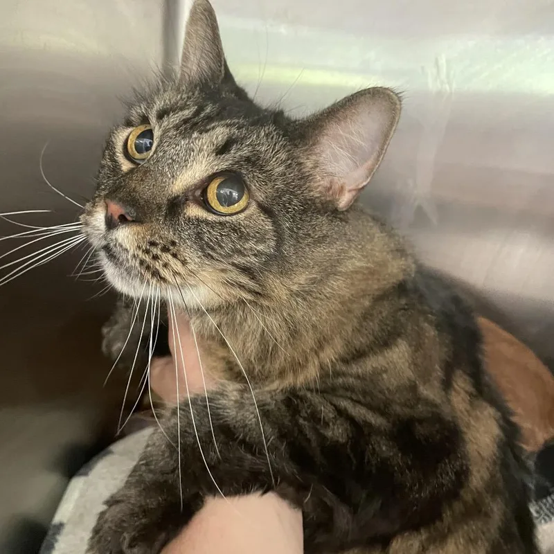 An adult large-sized female Brown / Chocolate Domestic Long Hair cat named Jacqueline for adoption in Port Charlotte, FL