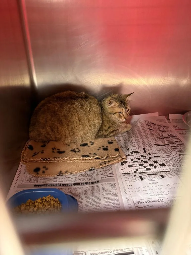 A young medium-sized female Domestic Long Hair cat named Fluffy for adoption in Belton, TX