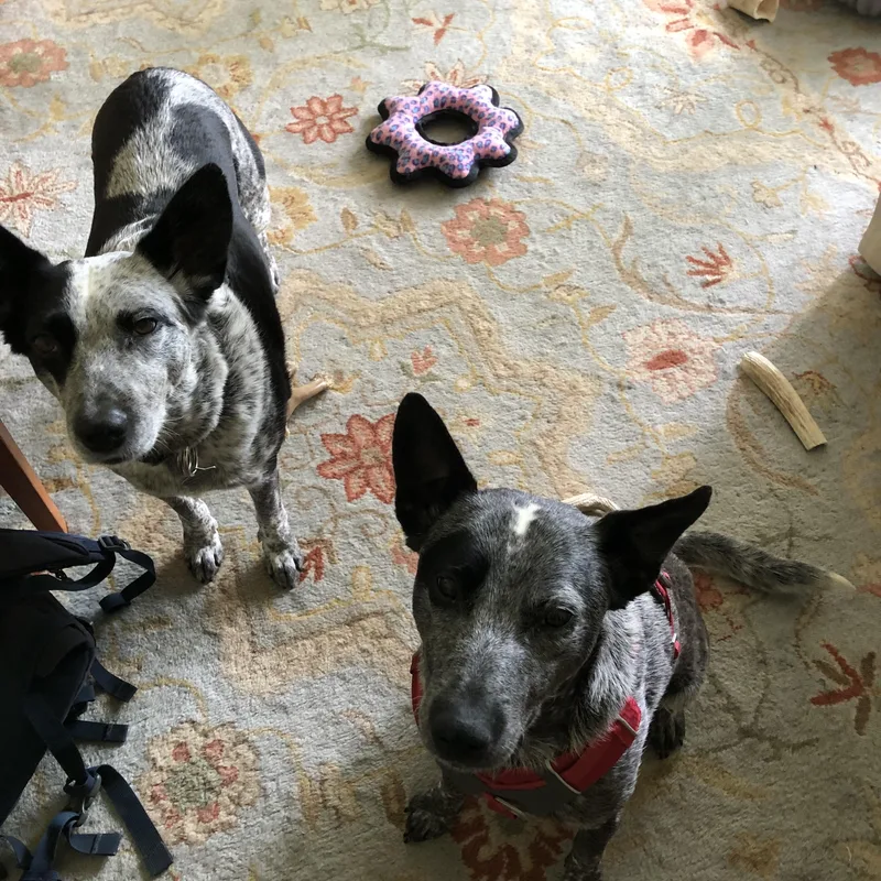 A young medium-sized male Gray / Blue / Silver Australian Cattle Dog / Blue Heeler dog named Elliot for adoption in Hempstead, NY