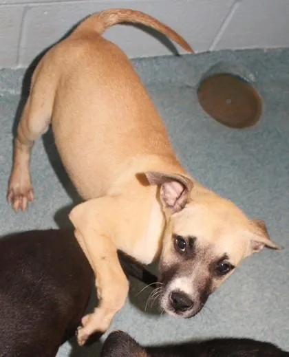 A young medium-sized male Catahoula Leopard Dog dog named Cherrio for adoption in Taylorsville, NC