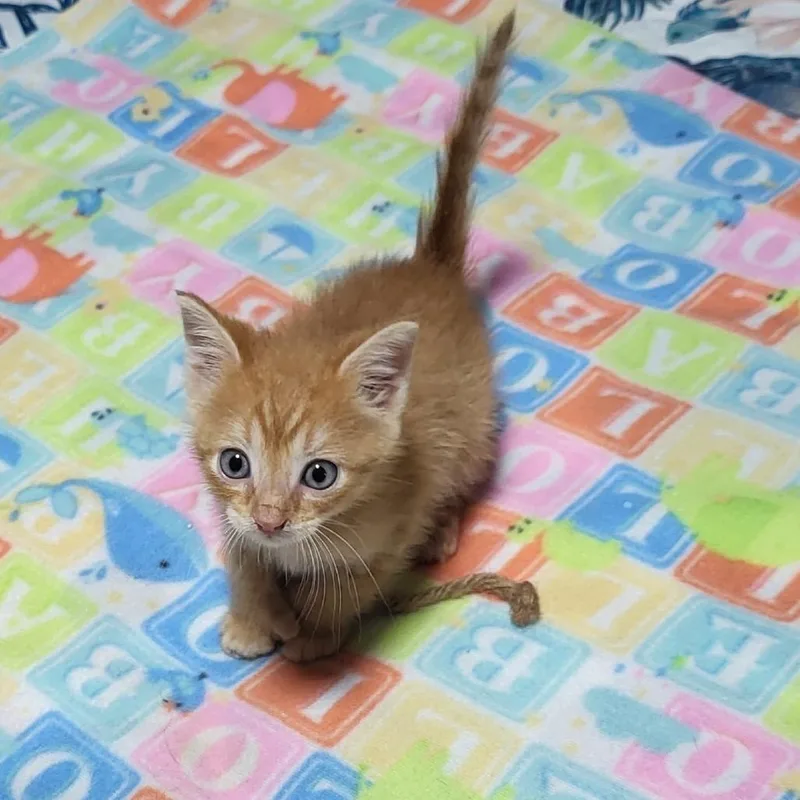 A baby small-sized male Orange / Red Domestic Short Hair cat named Sunny for adoption in Miami, FL