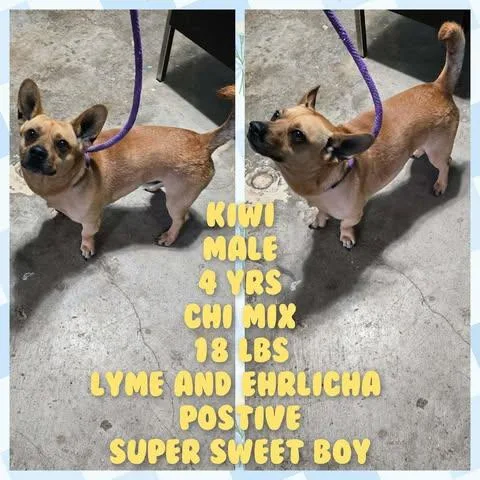 An adult small-sized male Chihuahua dog named Kiwi for adoption in Newport, KY