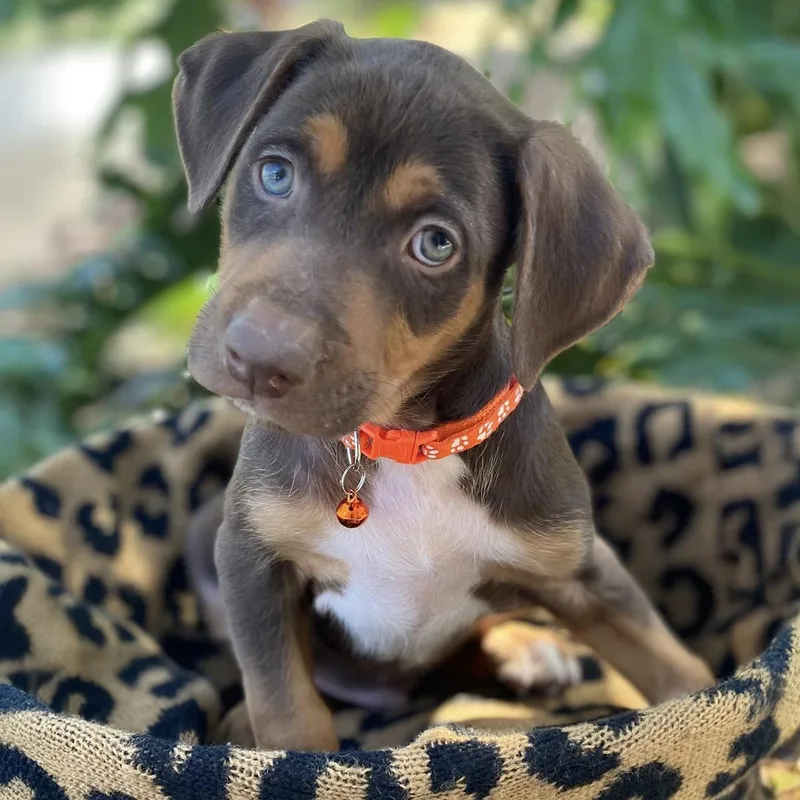 A baby large-sized male Shepherd dog named Africa Pup  Senegal for adoption in San Diego, CA