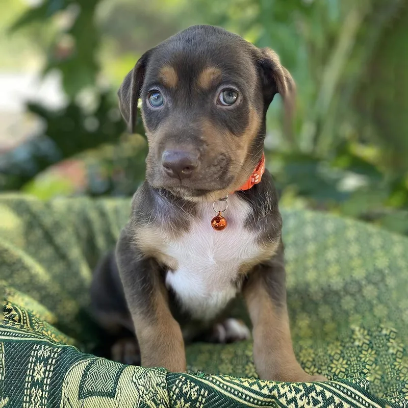 Africa Pup  Senegal thumbnail 2