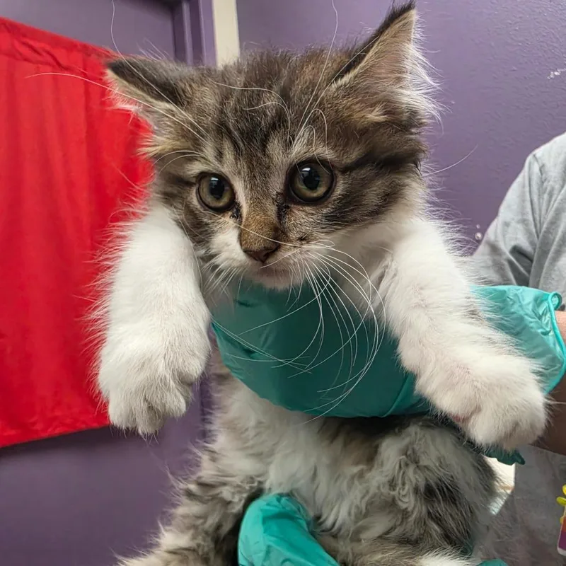 Stray Hold Speedy