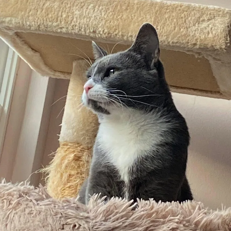 An adult medium-sized female Gray & White American Shorthair cat named Nala for adoption in Newark, NJ