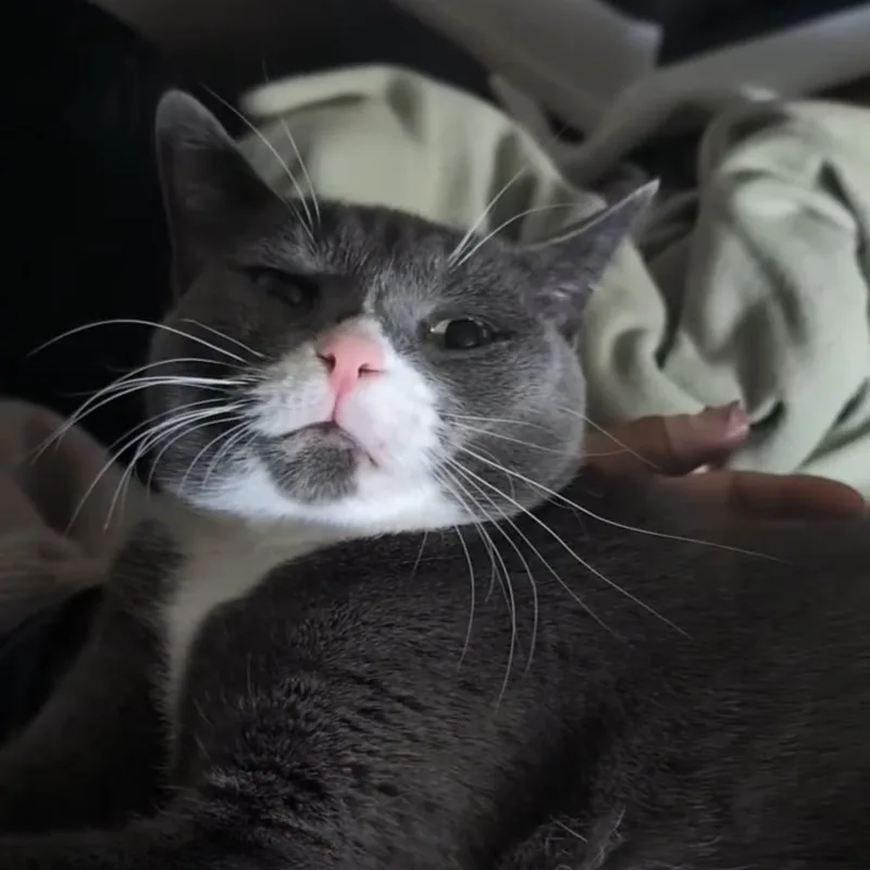 Nala thumbnail 2