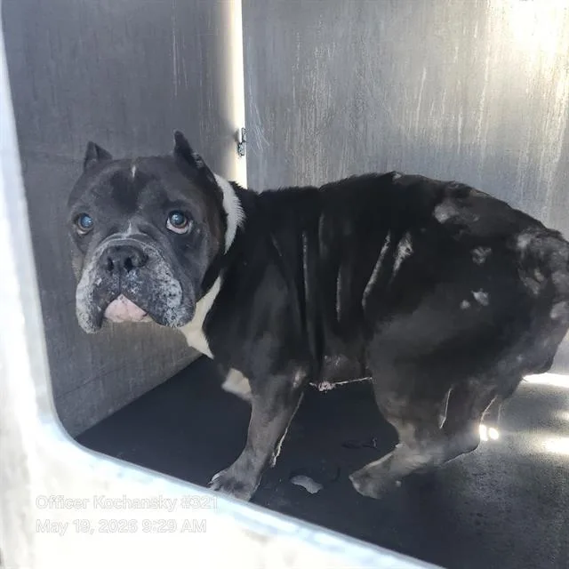 A young medium-sized female American Bulldog dog named Lua for adoption in San Antonio, TX