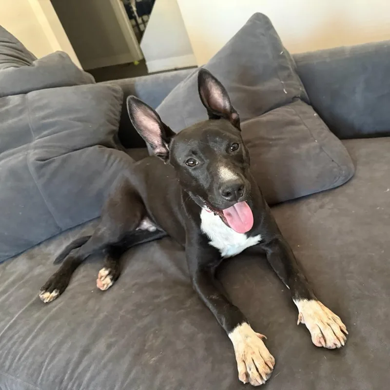 An adult medium-sized male Black Ibizan Hound dog named Luffy for adoption in Austin, TX