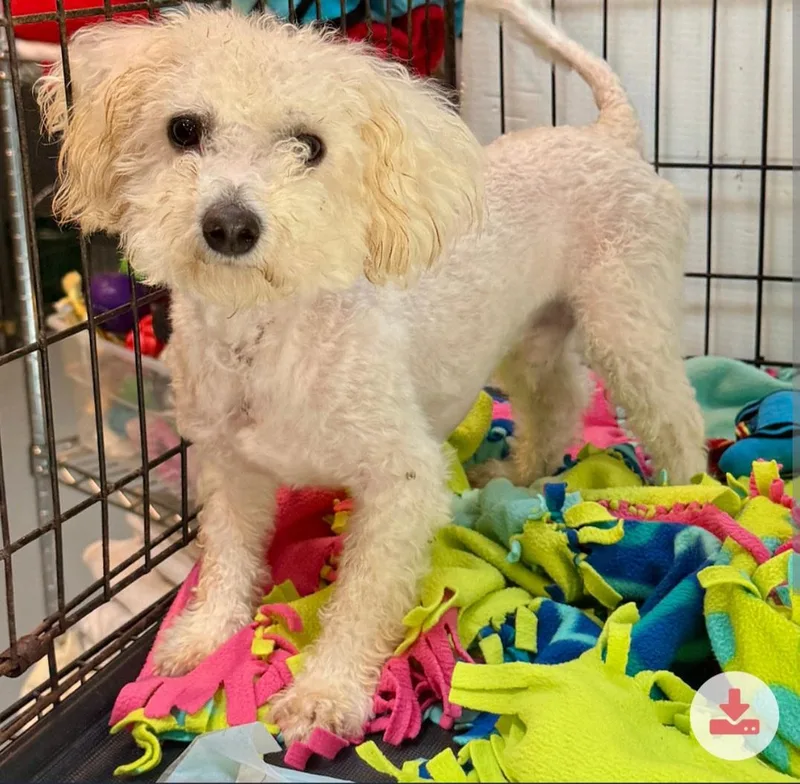 An adult small-sized male Bichon Frise dog named Yeti for adoption in Knoxville, TN